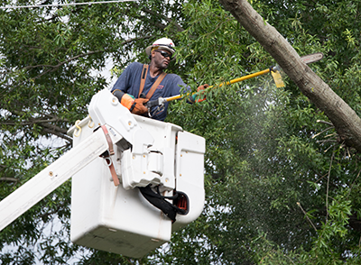 Tree Trimming