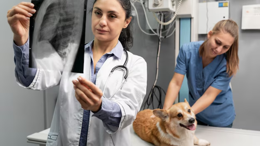 7 Signs Your Pet Needs to Visit a Veterinary Imaging Center